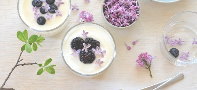labneh with lilacs and berries; conifères et feuillus