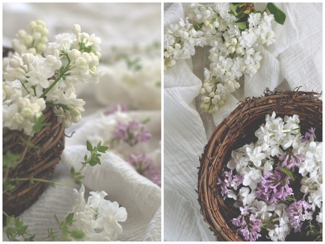 white lilacs, conifères et feuillus