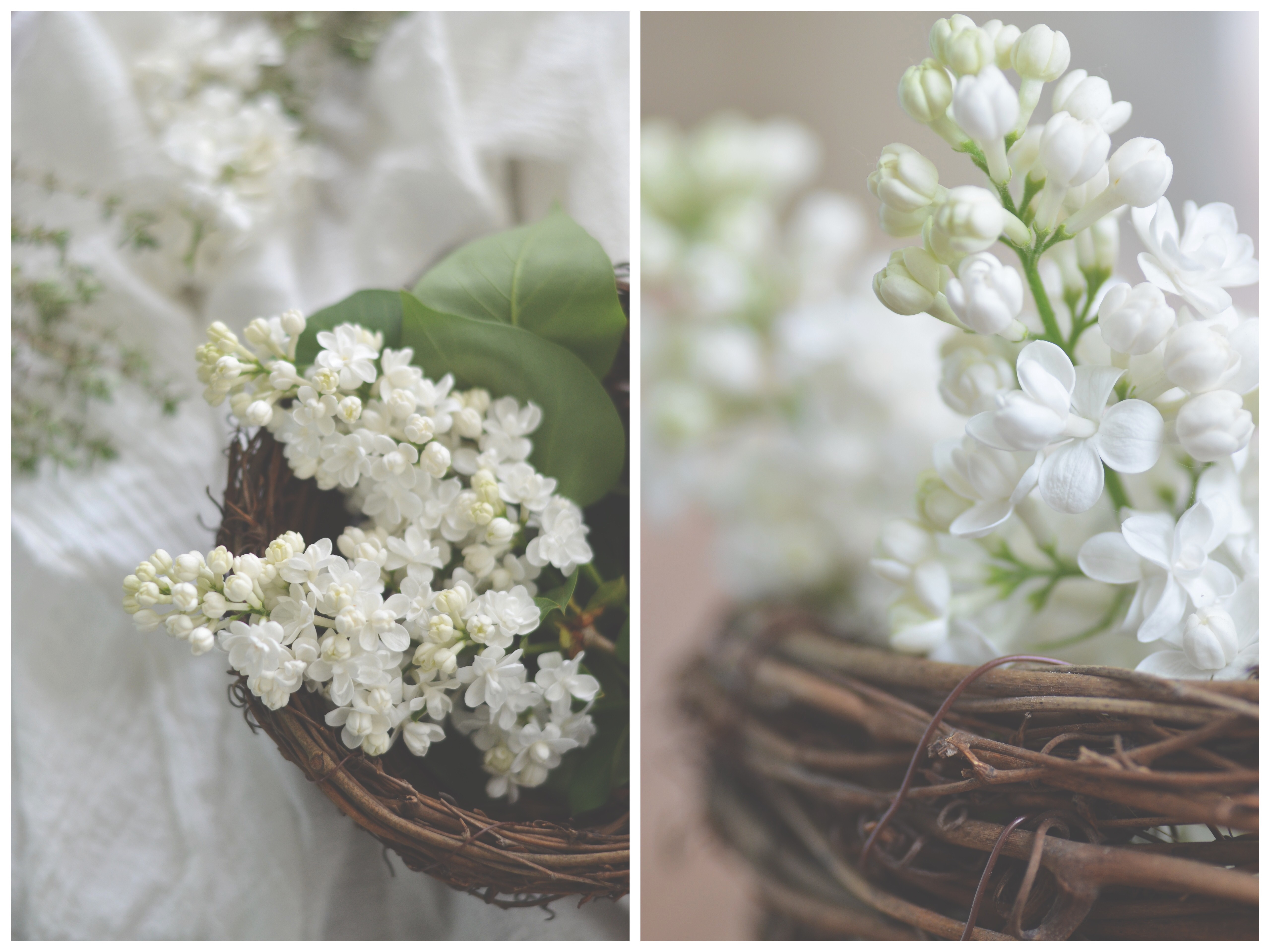 white lilacs, conifères et feuillus; food photography