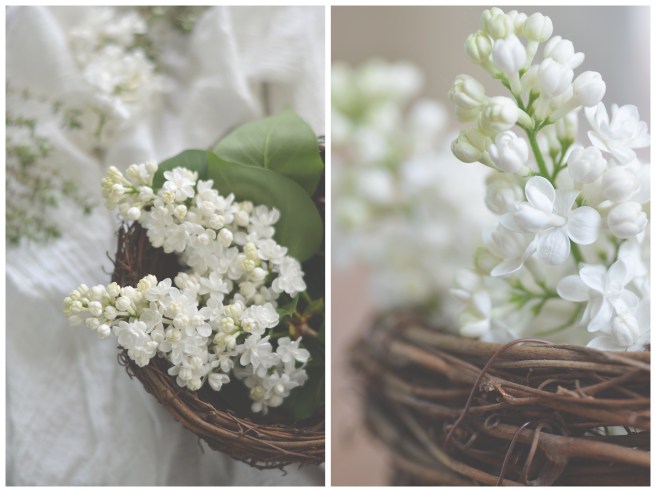white lilacs, conifères et feuillus; food photography