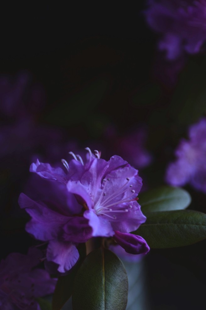 rhododendron | conifères & feuillus