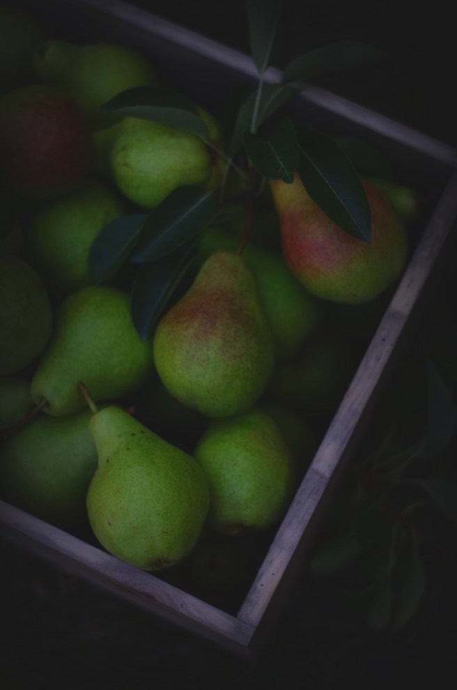 Harvesting Pears | conifères & feuillus