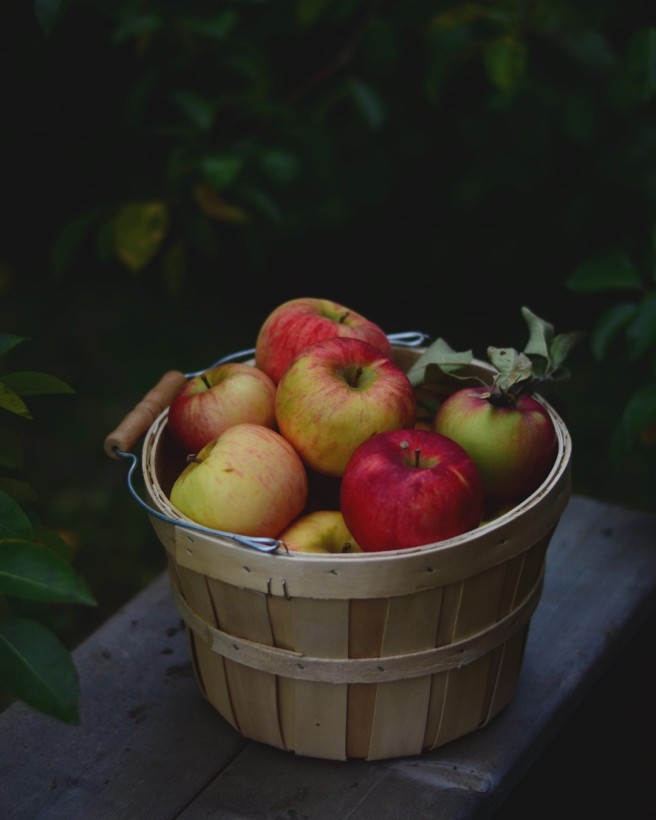 apple picking | conifères & feuillus