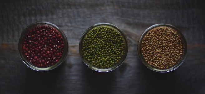 how to sprout beans | conifères & feuillus