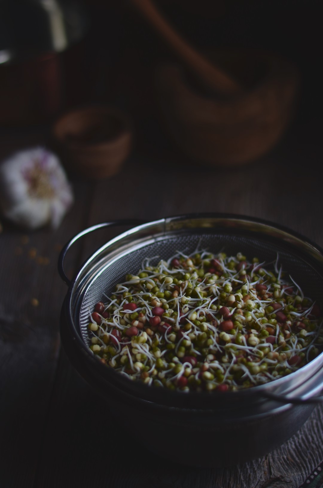 how to sprout beans | conifères & feuillus