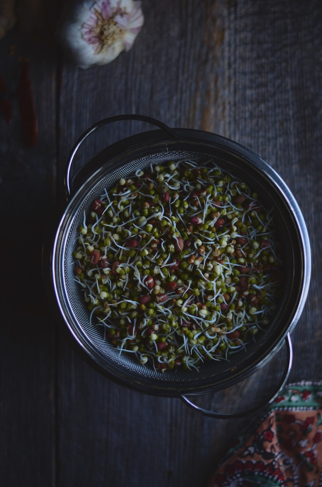 how to sprout beans | conifères & feuillus