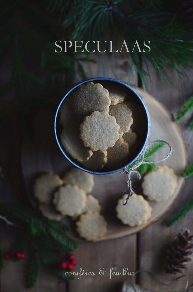 speculaas | conifères & feuillus