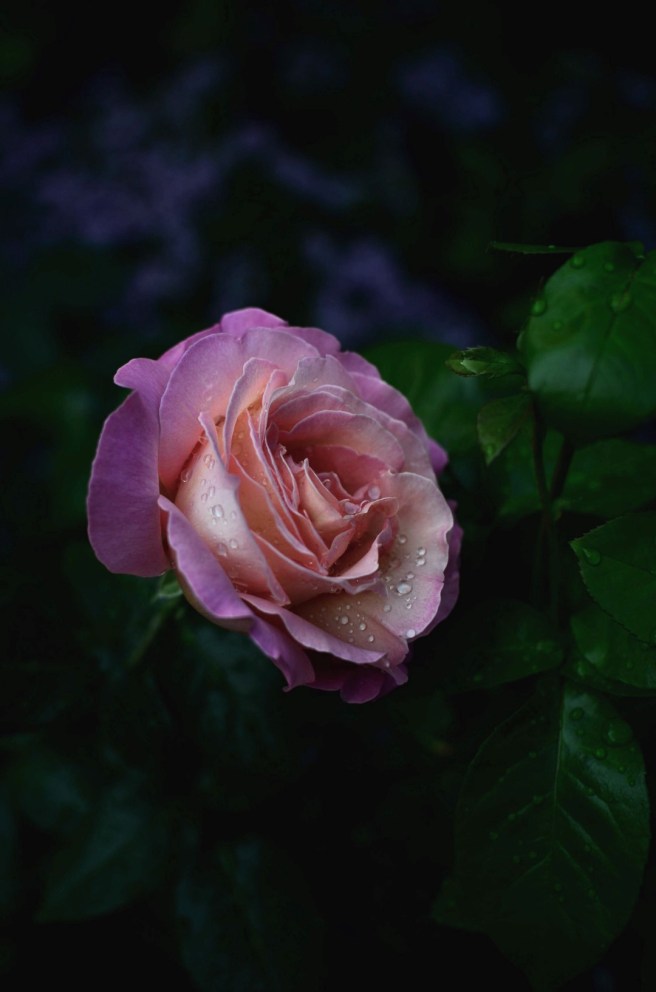 summertime gift wrapping inspiration | conifères & feuillus