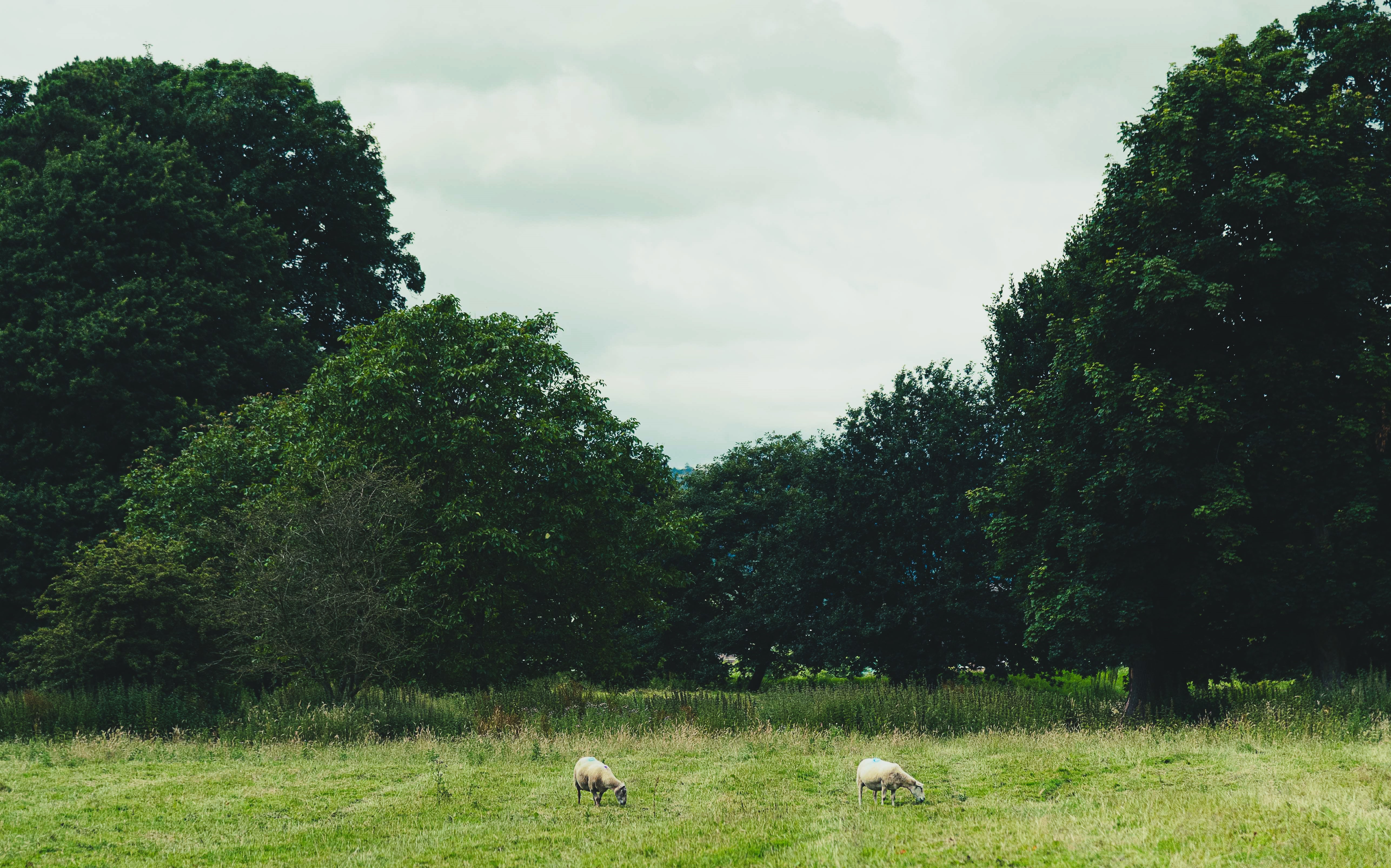 Two sheep grazing in a green field surrounded by trees under a cloudy sky.